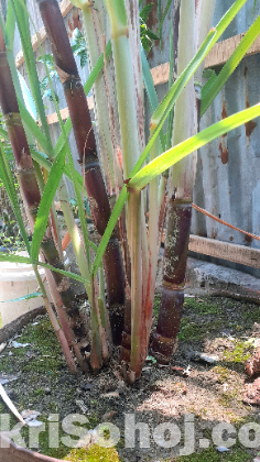 গেন্ডারি-আখের গাছ
